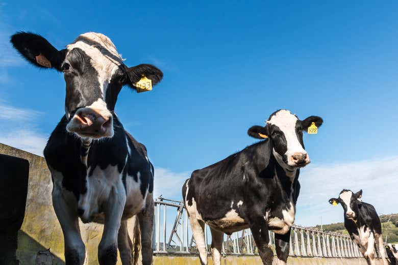 Friesian breed cows