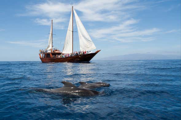 Schooner Boat Ride + Whale Watching