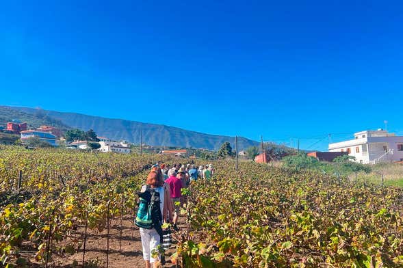 Visite sur le thème du vin à La Orotava