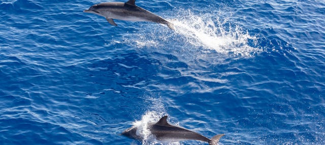Dolphin & Whale Watching in Gran Canaria