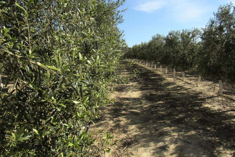 Una de las fincas de Oleo Almanzora