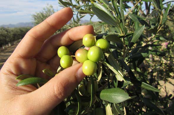 Visita à fazenda Oleo Almanzora com degustação de azeites