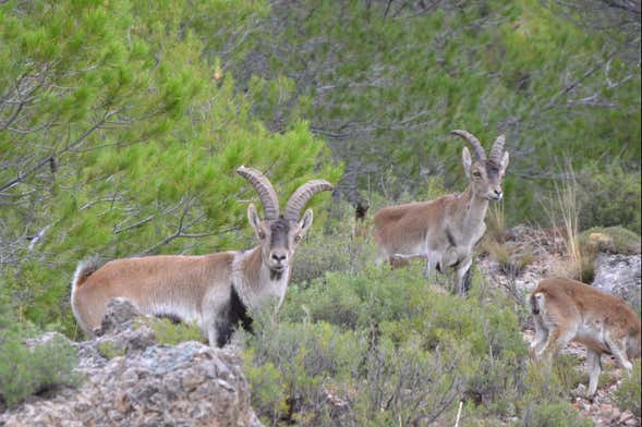 Tour de 4x4 pelas Sierras de Cazorla, Segura e Las Villas