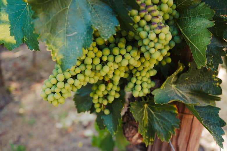 Uvas en una vid de los viñedos Huerto de la Condesa