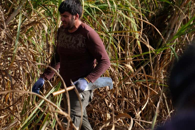 See the sugar cane plantation