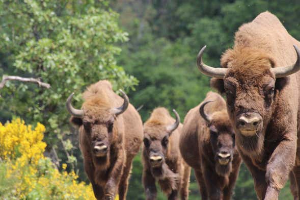 Tour por el Centro de Interpretación del Bisonte Europeo