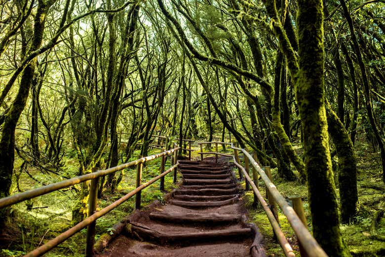 Senderismo Por El Parque Nacional De Garajonay San Sebasti N De La Gomera Civitatis Com