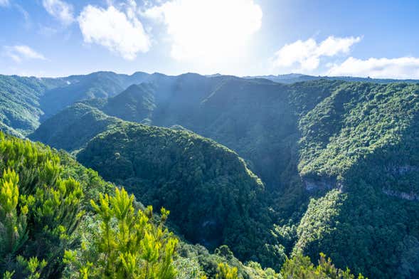 La Palma Cubo de la Galga Enchanted Forest Hike