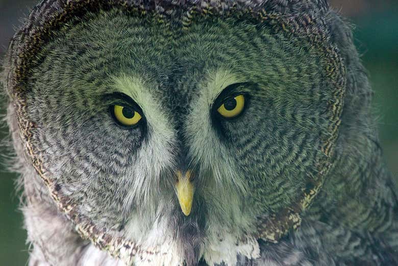 Gli uccelli dello zoo di Santillana del Mar