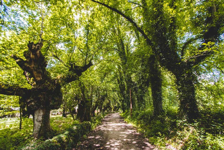 La ruta en el Camino de Santiago francés