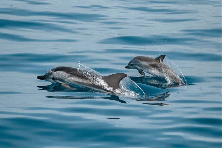 Delfines nadando en el Mediterráneo