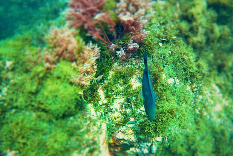 Seabed of the Natural Park of the Strait of Gibraltar