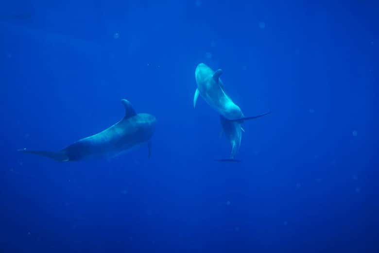 Fauna marina en aguas de La Palma