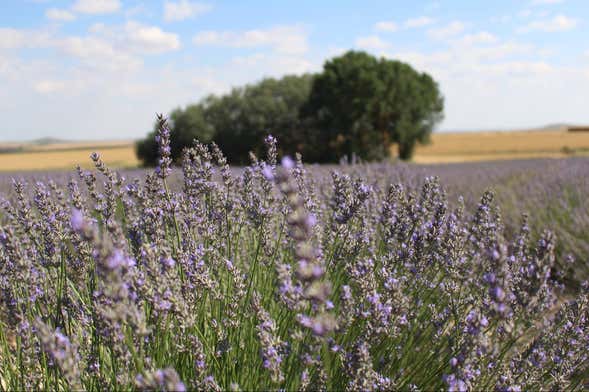 Tour de la lavanda por Tiedra