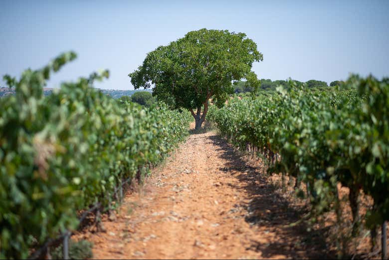 Vigneti del Palacio de Villachica