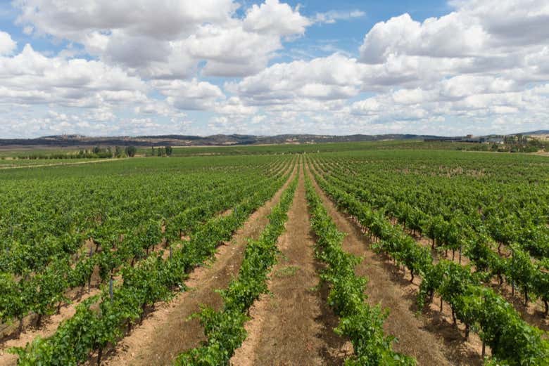 Viñedos de las bodegas Habla