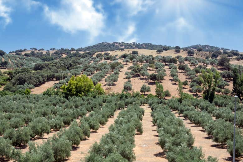 Tour del aceite de oliva por Úbeda