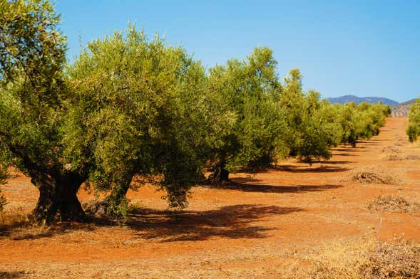 Visita di un uliveto + Degustazione di olio