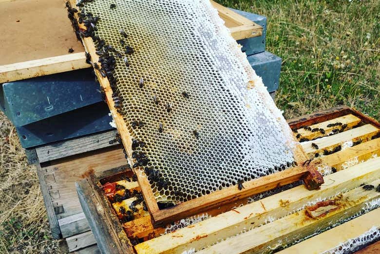 Sacando el peine de miel de la colmena de abejas