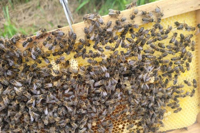 Marco de colmena en la granja de abejas en Udías