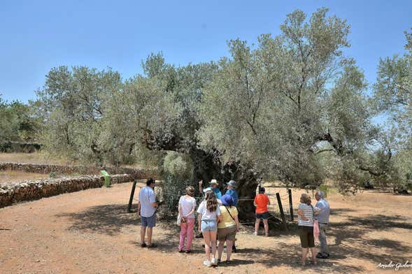 Visita a los olivos milenarios del Arión + Cata de aceite