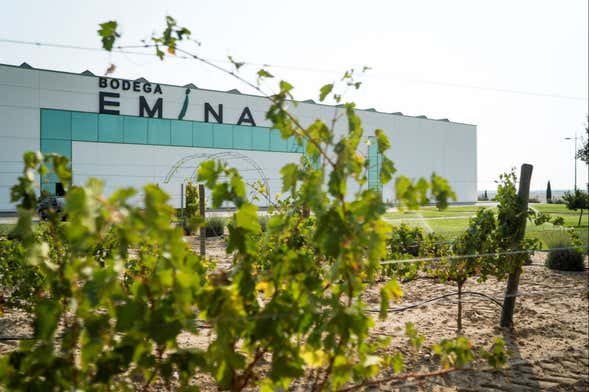 Cata de vino, queso y aceite en la Bodega Emina