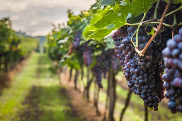 Excursión a las bodegas de Requena