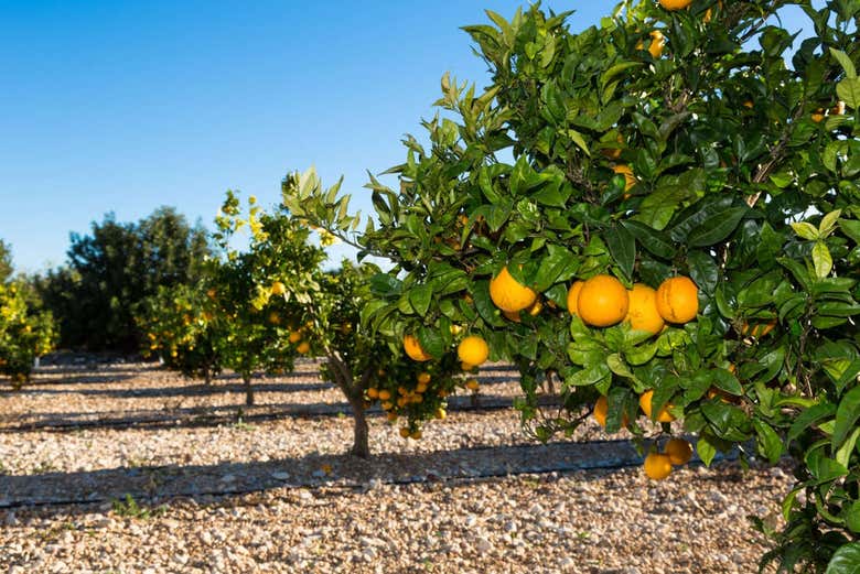 Campos de naranjas