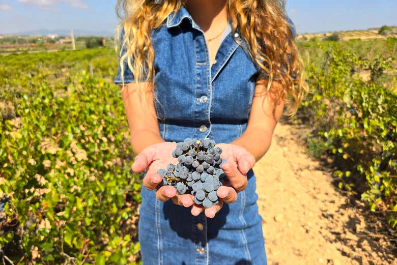 Descobriremos que tipo de uvas são cultivadas na zona