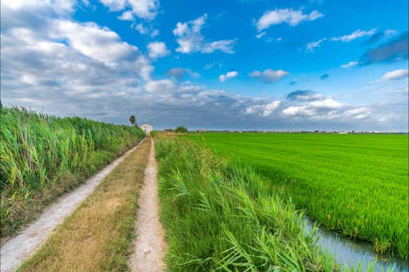 Tour por Valencia y la Albufera + Campos de arroz