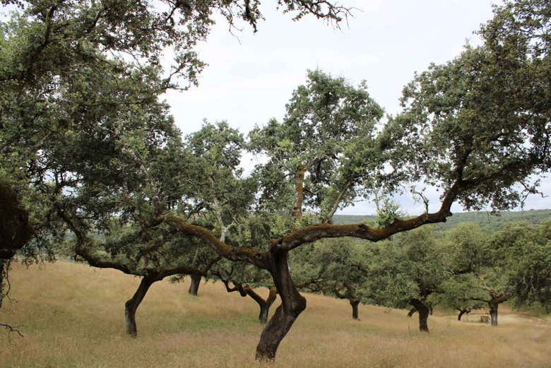 Azinheiras do Valle de Matamoros