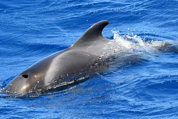 Whale + Dolphin Watching in La Gomera