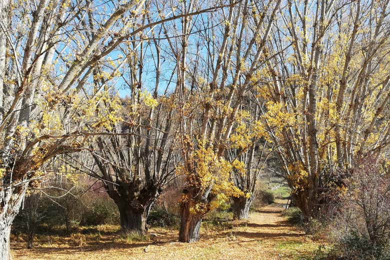 Hiking in the area of Quejigares de Barriopedro & Brihuega