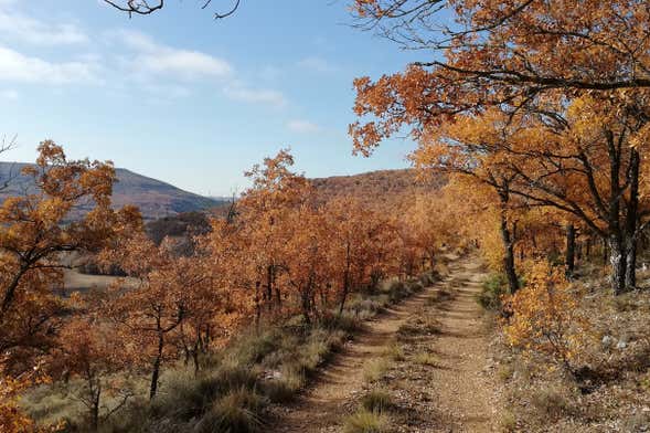 Quejigares de Barriopedro & Brihuega Hiking Tour