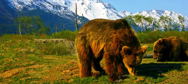 Brown Bears - Alaska Wildlife Conservation Center