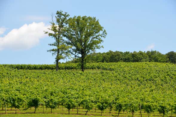 North Georgia Wine Tour