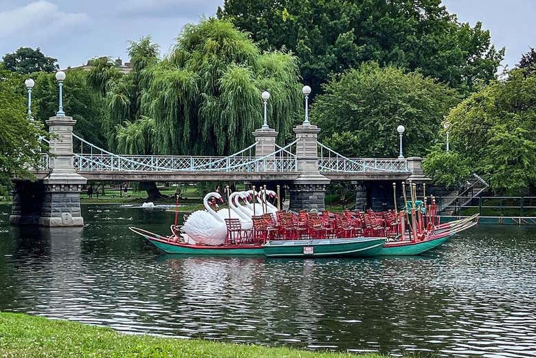 Émerveillez-vous devant les emblématiques bateaux-cygnes