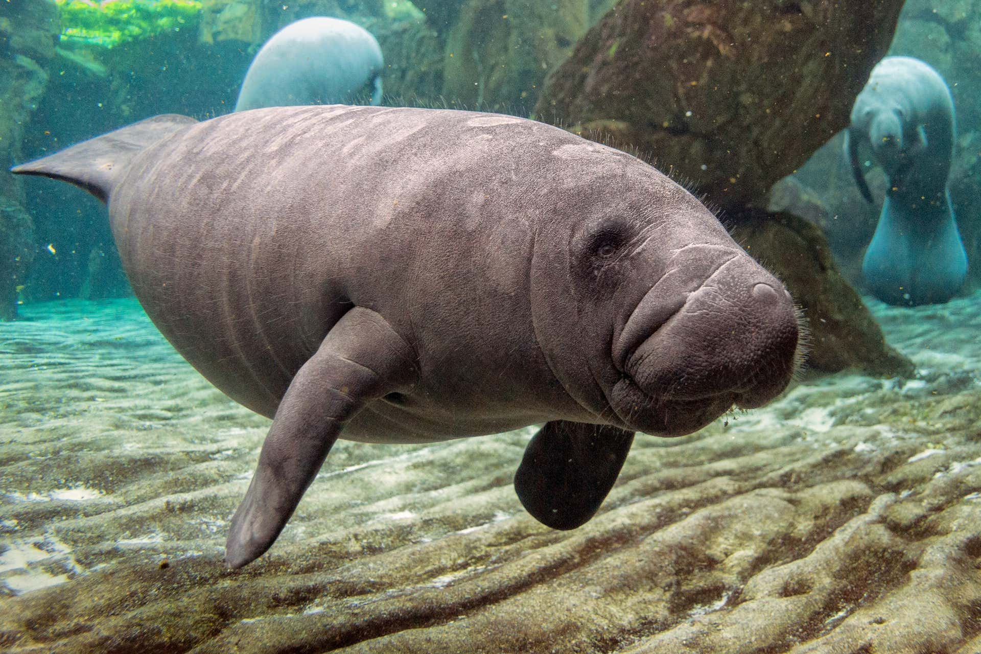 Swim With Manatees in Crystal River - Book Online at Civitatis.com