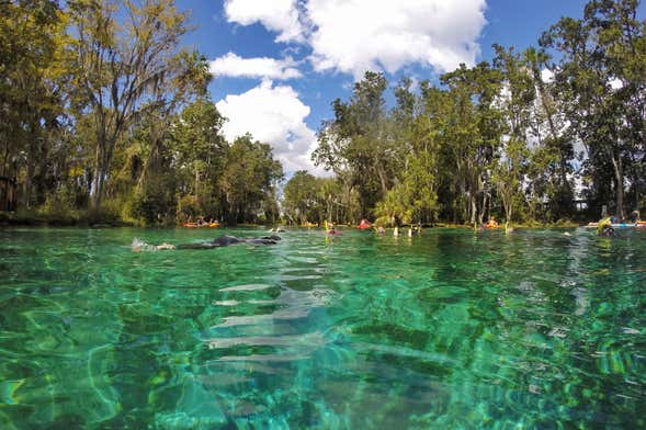 Paseo en barco por Crystal River