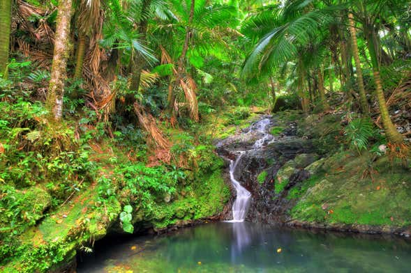 Excursión a Las Tinajas y Bosque Nacional El Yunque