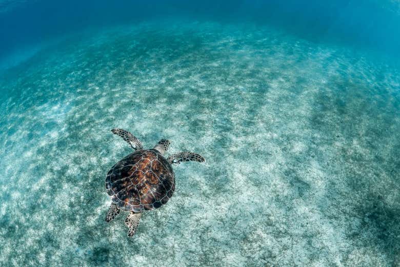 Una tortuga verde andando en el mar cristalino