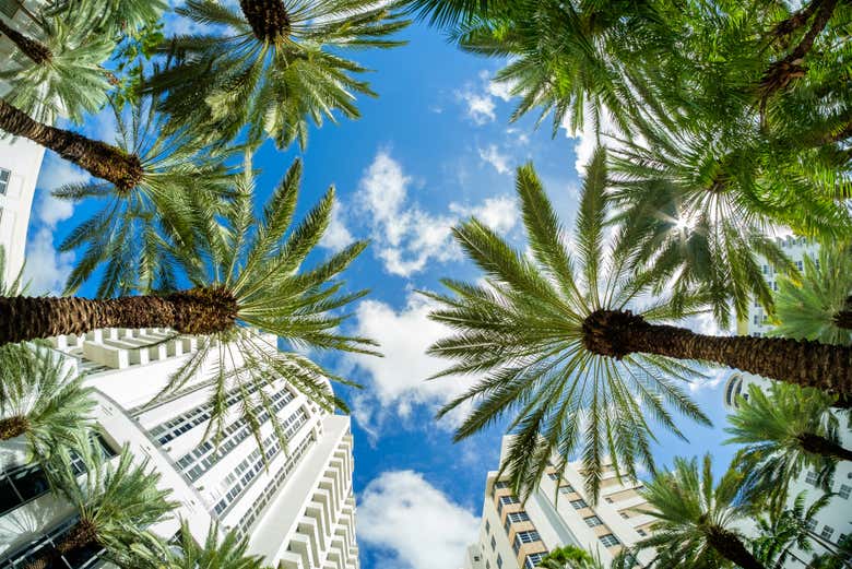 Iconic palm trees of Miami