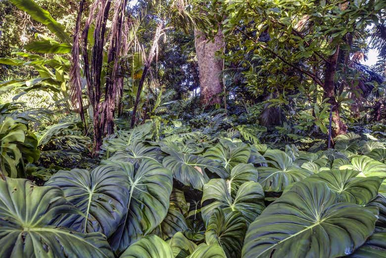 Forêt tropicale luxuriante des Flamingo Gardens