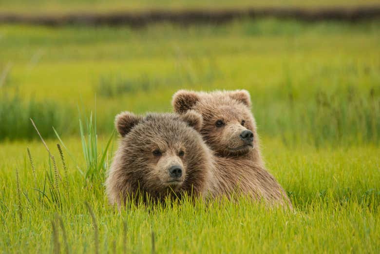 Cuccioli di grizzly