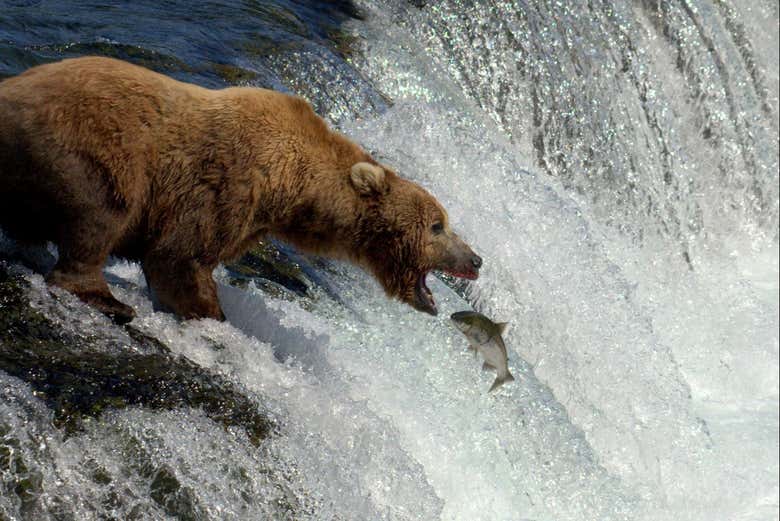 Un oso cazando un salmón