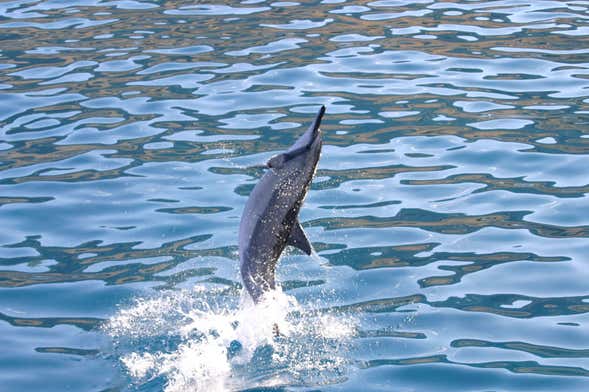 Oahu Dolphin or Turtle Watching & Snorkeling