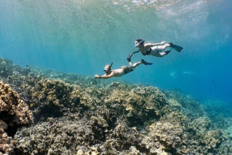 Snorkeling in Kona