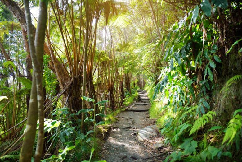 Profitez d'une promenade à travers un paysage étonnant