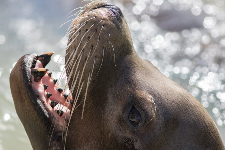 Marina del Rey Kayaking Tour With Sea Lions, Los Angeles