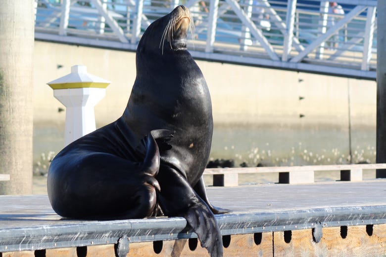 Marina del Rey Kayaking Tour With Sea Lions, Los Angeles